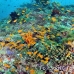 anthias_lyretail_ber_raa_h_0110_mal1542.jpg